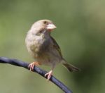 Greenfinch Stock Photo