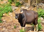 Wild Gaur Or Seladaing Stock Photo