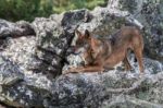 The Iberian Wolf Stock Photo