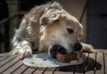 The Birthday Celebration Of My Golden Dog Stock Photo