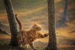 Domestic Orange Fur Cat Relaxing In Park With Beautiful Morning Ight Stock Photo