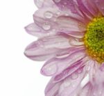 Gerbera Flower Stock Photo