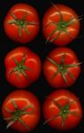 Six Tomatoes Over Black Stock Photo