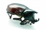 Rhinoceros Beetle Stock Photo