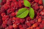 Leaf On Raspberry Fruits Stock Photo