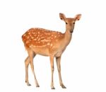 Sika Deer Isolated Stock Photo