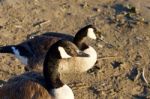 The Portrait Of The Cute Beautiful Canada Goose Stock Photo