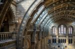 Ceiling Detail Of The Natural History Museum In London Stock Photo