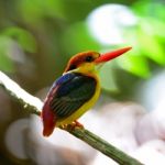 Black-backed Kingfisher Stock Photo