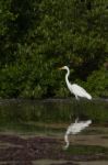 Great Egret Stock Photo