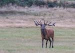 The Deer Of Richmond Park Stock Photo