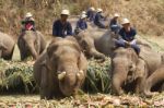 Elephants Joyfully On Fruits Buffet Stock Photo