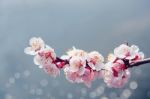 Cherry Blossom With Soft Focus, Sakura Season Background Stock Photo