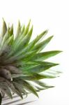 Pineapple Leaves On White Stock Photo