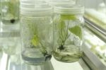 Plant Tissue Culture Stock Photo