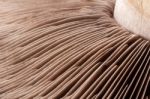 Close-up Macro Shot Of A Mushroom Stalk And Fins Stock Photo