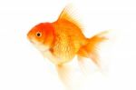 Gold Fish. Isolation On The White Stock Photo