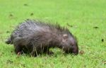 Baby Porcupine Stock Photo