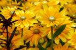 Close-up Of A Bunch Of Yellow Daisy Flowers Stock Photo