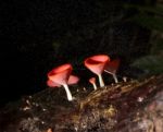 Macro Fungi Mushroom With Water In The Forest Stock Photo