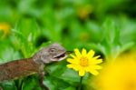 Lizard Eating An Insect Stock Photo