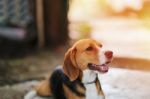 Portrait Of A Beagle Dog Outdoor Stock Photo