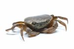 Field Crab Stock Photo