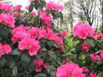 Rhododendron-flowers,in Park Stock Photo