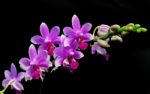 Phalaenopsis Hybrid Stock Photo