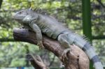 Iguana Stock Photo