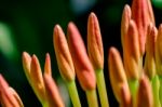 Macro Red Ixora Under Sun Light Stock Photo