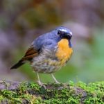 Male Snowy-browed Flycatcher Stock Photo