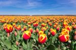 Field Of Red Yellow Tulips With Blue Sky In Holland Stock Photo