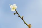 White Apricot Blossom With Blue Sky Stock Photo