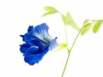 Butterfly Pea Flower Stock Photo