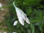 Allium Triquetrum, Wild Garlic Bud Stock Photo