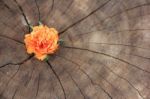 Closeup Common Purslane  Flower With Wood Background Stock Photo