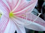 Beautiful Pink Flower Stock Photo