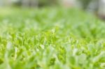 Young Green Oak In Organic Farm Stock Photo