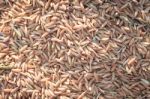 Close Up Paddy Rice Background In Sunset Stock Photo