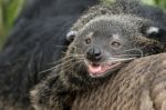 Binturong, Bearcat, Arctictis Binturong On Branch Stock Photo