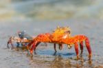 Sally Lightfoot Crab On Galapagos Islands Stock Photo