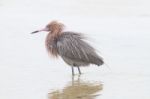 Reddish Egret Stock Photo