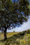 Beautiful View Of Two Trees On The Rural Countryside Stock Photo