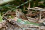 Rufous-tailed Robin Stock Photo