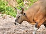 Close Up Of Banteng Stock Photo