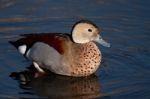 Ringed Teal (callonetta Leucophrys) Stock Photo