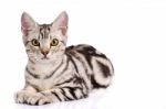 American Short hair Cat Stock Photo