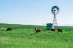 Country Cows Stock Photo