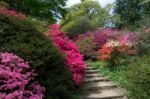 Azaleas In Full Bloom Stock Photo